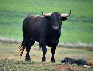 tipico toro español