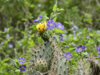 Kaktus in Ecuador Alausi