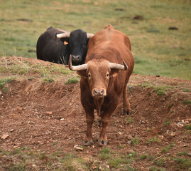 toro español