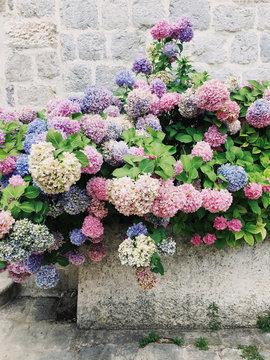 hydrangea