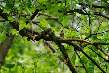 Stieglitz auf einem Ast im Wald 