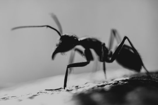Ant