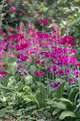 pink flower in the garden