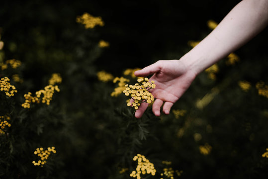 Woman holding wild yellow flowers .