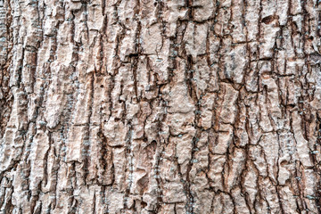 Embossed texture of the brown bark of a tree