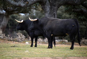 tipico toro español