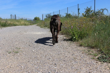 chien cane corso