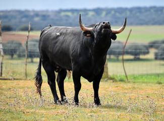 tipico toro español