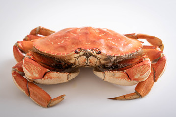 isolated dungeness crab on white background