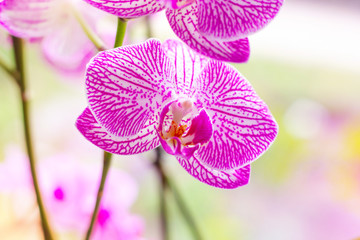 Beautiful tropical exotic branch with white, pink and magenta Moth Phalaenopsis Orchid flowers in spring in the forest on bright colorful background