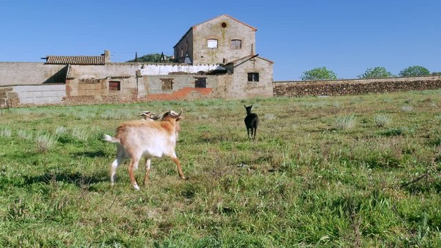 Goats in field next to abandon building 