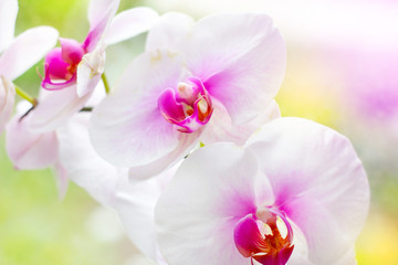 Fototapeta na wymiar Beautiful tropical exotic branch with white, pink and magenta Moth Phalaenopsis Orchid flowers in spring in the forest on bright colorful background