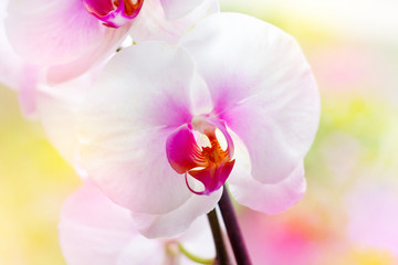 Fototapeta na wymiar Beautiful tropical exotic branch with white, pink and magenta Moth Phalaenopsis Orchid flowers in spring in the forest on bright colorful background