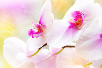 Obraz na płótnie Canvas Beautiful tropical exotic branch with white, pink and magenta Moth Phalaenopsis Orchid flowers in spring in the forest on bright colorful background