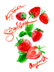 Hand drawn watercolor painting strawberry on white background.  illustration of berries