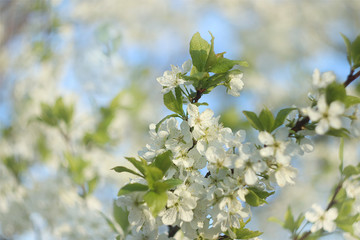Flowering trees in spring on a blurred background, selective focus, beautiful garden and good harvest in summer. Branches of plums in spring garden with blur effect for abstract background