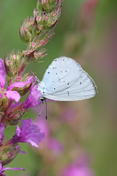 Holly blue butterfly feeding on lythrum flower. Shallow focus.