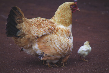 My Hen