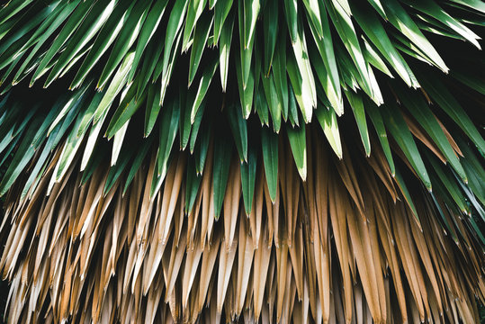 Sugar palm leaf