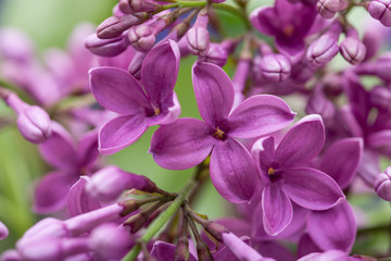 Fresh cut Purple Lilac Flowers on purple background. Syringa vulgaris.