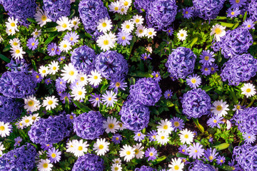 Obraz premium Beautiful spring blue flowers