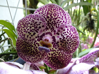Orquidea