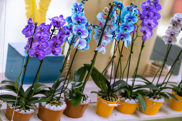 orchid branch with blue flowers