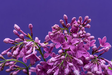 Fototapeta na wymiar Fresh cut Purple Lilac Flowers on purple background. Syringa vulgaris.