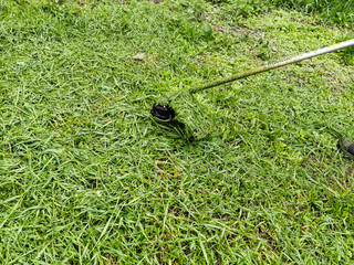 Man trimming fresh grass using brush cutter