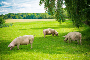 Obraz premium pigs in field. Healthy pig on meadow