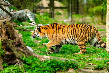 Tiger in the nature