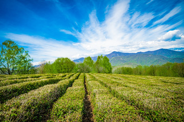 Fototapeta na wymiar Krasnodar tea plantations in Solokhaul