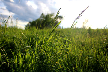green grass at dawn in the field nature summer expanses