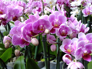 Fototapeta premium Orquidea