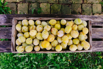 Fresh yellow plums. Ripe fruits in a wooden box on boards background.