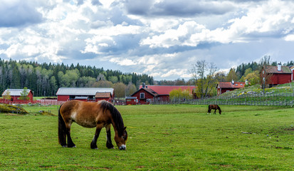 Horses grazing on a meadow in Tyresta Village, Sweden