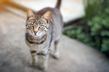 Domestic cat focus on head