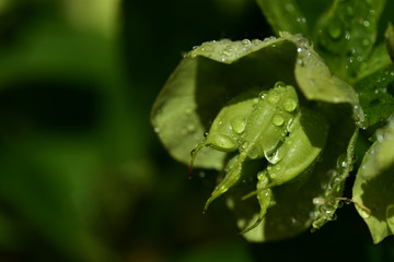 nahaufnahme einer grünen blüte im frühling mit regentropfen