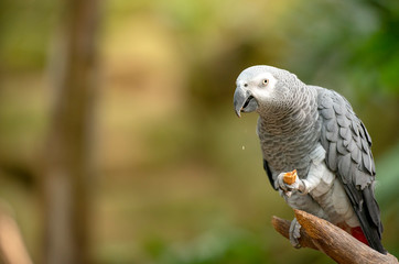 African Grey Parrot in green park