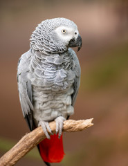 African Grey Parrot in green park