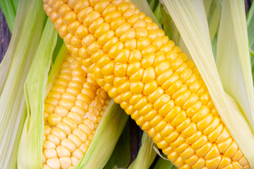 fresh and ripe corn cobs