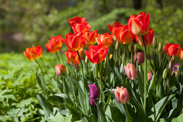 Spring tulips in the park