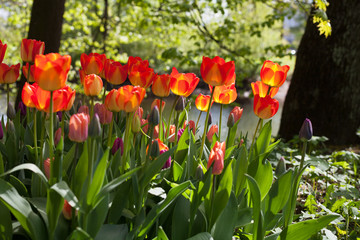Obraz premium Spring tulips in the park