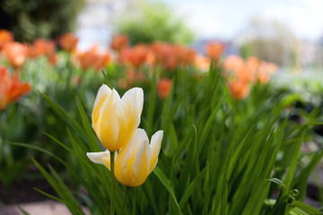 Spring tulips in the park