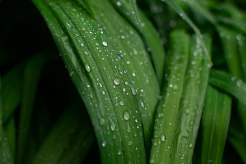 drops on green leaf