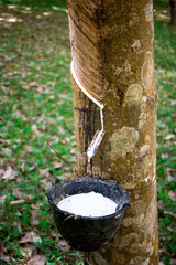 Latex in black cups from rubber tapping