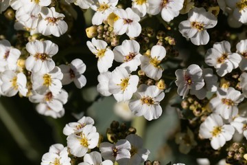 Flowers of a crambe, Crambe maritima.