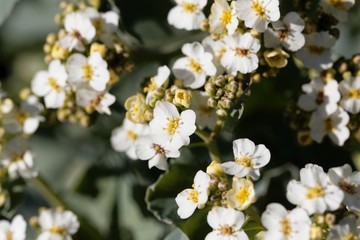 Flowers of a crambe, Crambe maritima.