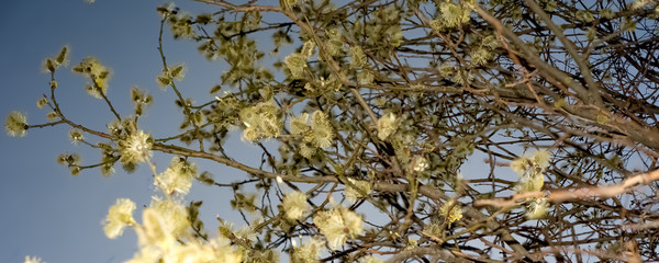 Spring transformation,Willow – Christian symbol.warm spring sunset .Moscow region.Russia.2019