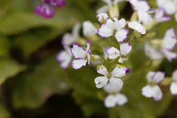 White flowers of a honesty, Lunaria annua.